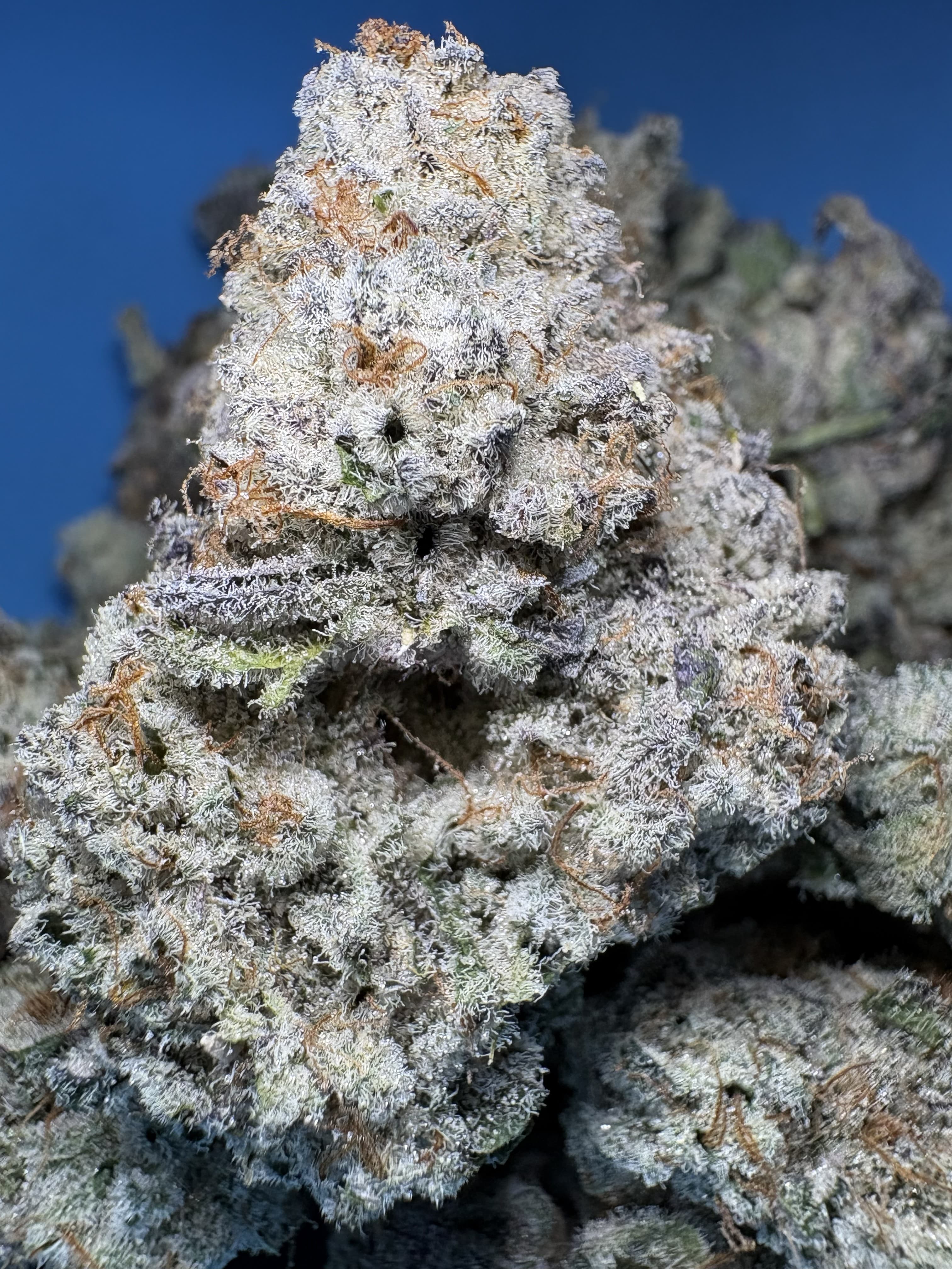 Dense cannabis flower heavily coated in white trichomes and orange pistils against a blue background.