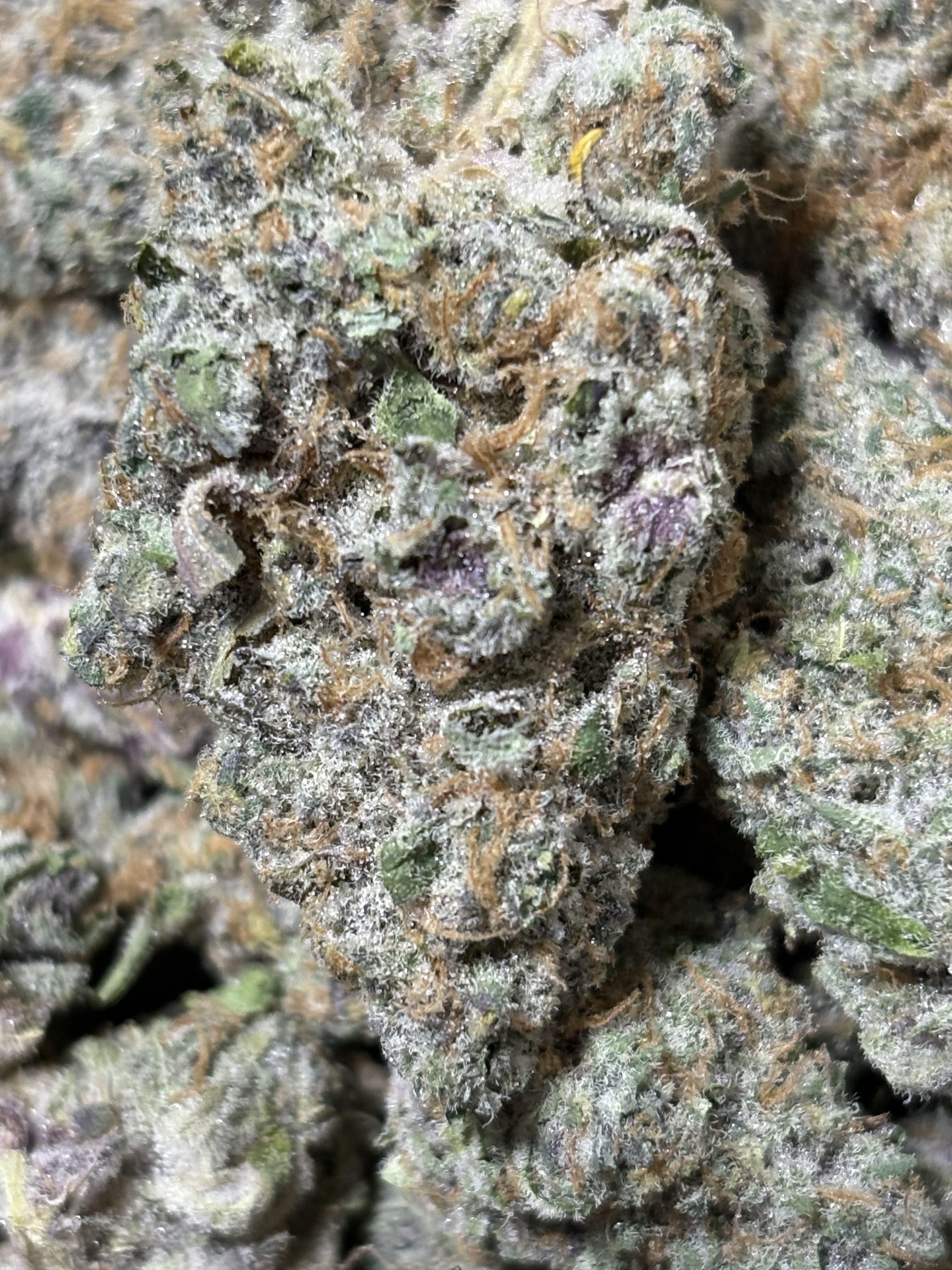 Frosty cannabis bud with dense white trichomes, purple highlights, and thin orange pistils.