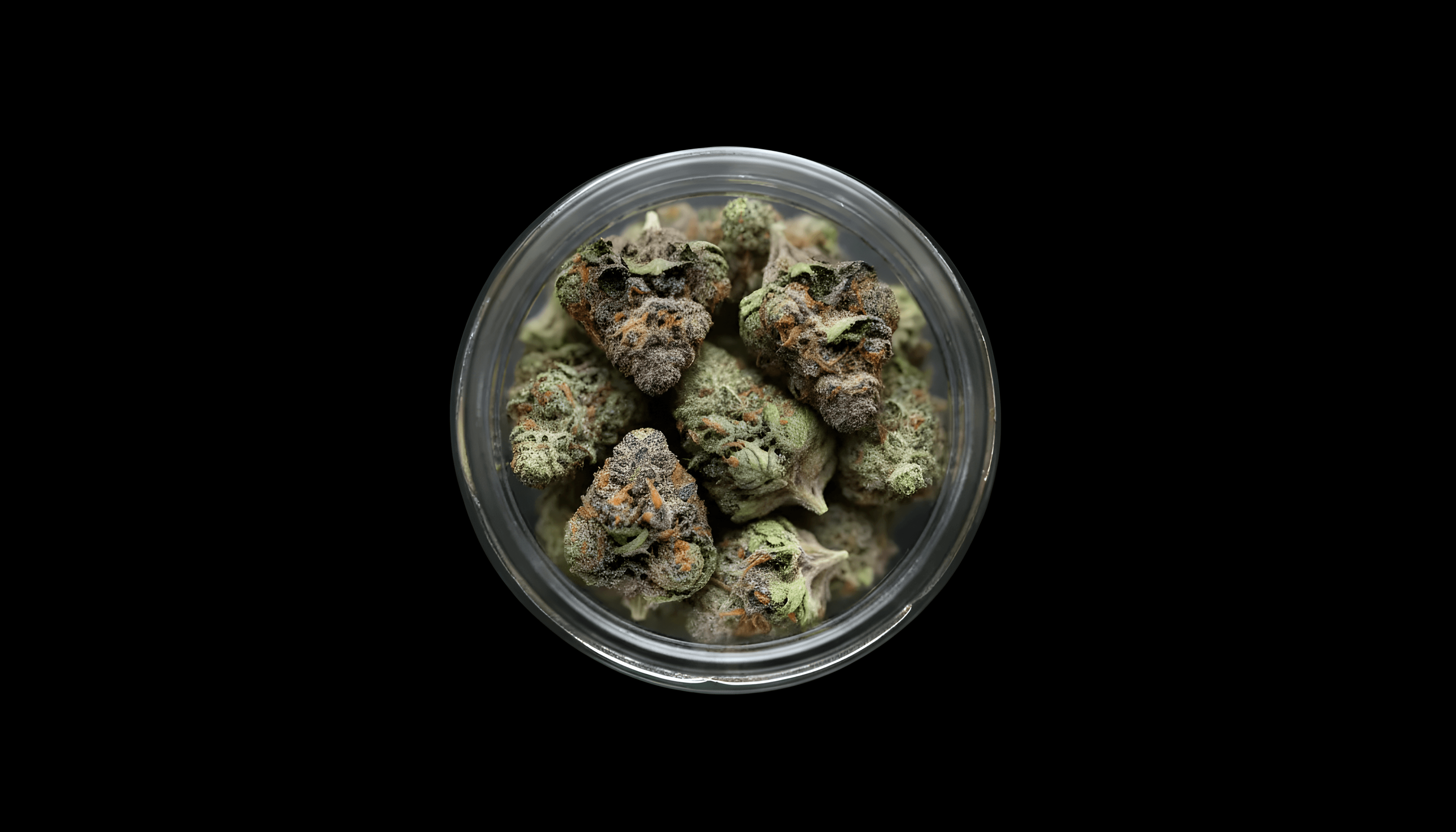 Frosty purple and green cannabis buds with orange hairs in a glass jar against black.